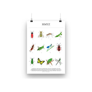 Obrázek Plakát Hmyz