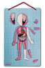 Obrázek Magnetická skládačka Lidské tělo svaly kostra orgány Bodymagnet Janod
