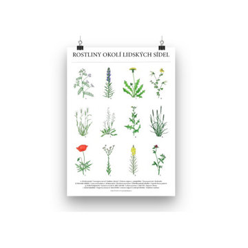 Obrázek Plakát Rostliny okolí lidských sídel