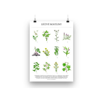 Obrázek Plakát léčivé rostliny