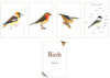 Obrázek Birds