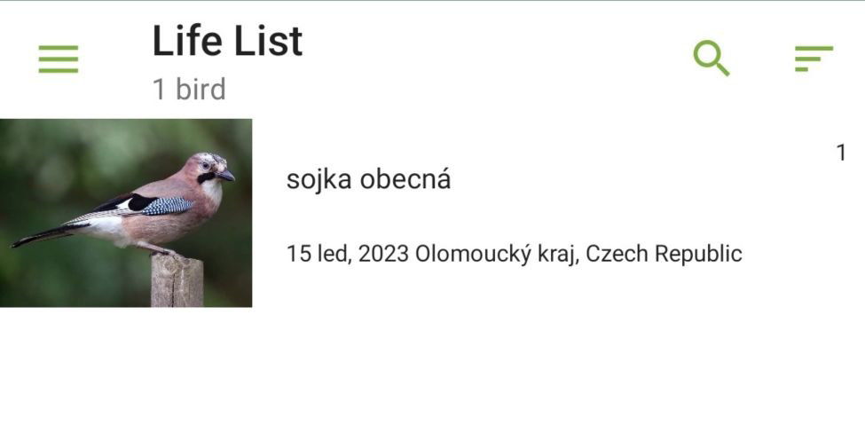 sojka obecná v MerlinBird